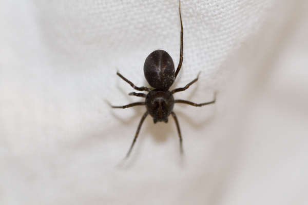 Scytodes velutina